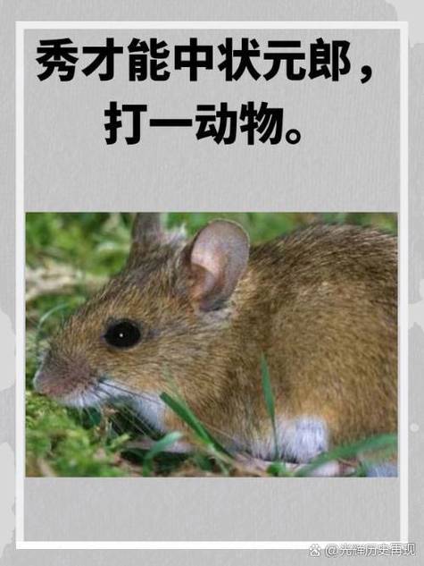 魁字最吉利的三个属相