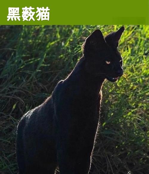主角是黑猫的小说