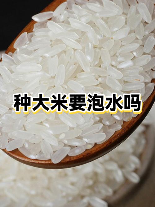 大米吸水原理