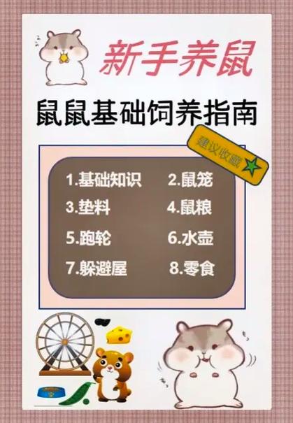 新手不建议养金丝熊的原因
