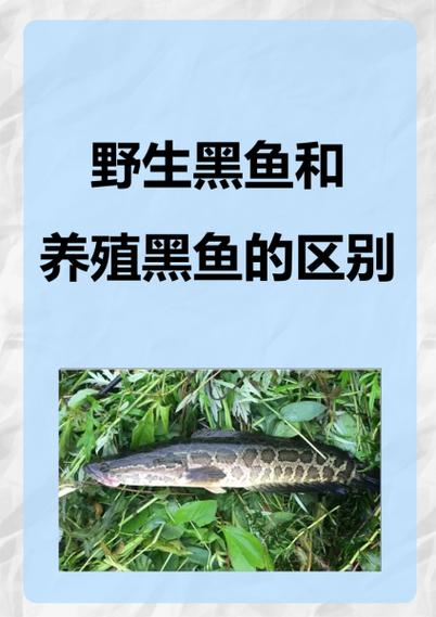 黑鱼有鱼鳞吗能吃吗