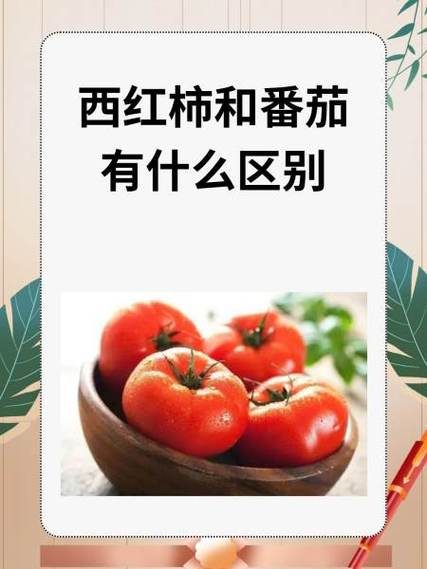 生番茄和熟番茄的区别