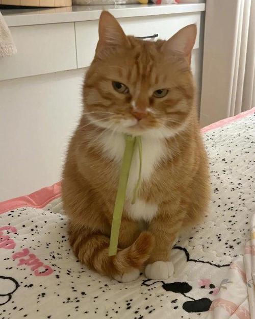 家里有猫再来一只小猫很生气
