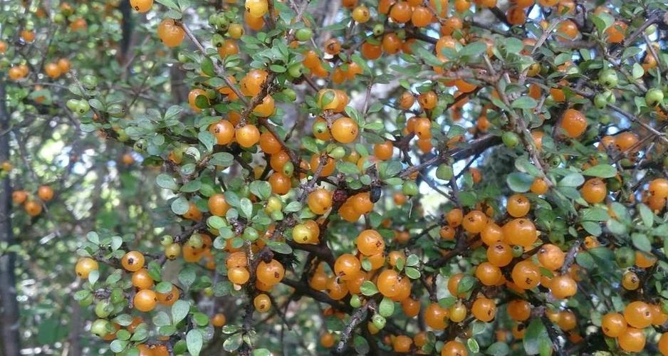 苹果怎么隐藏信息