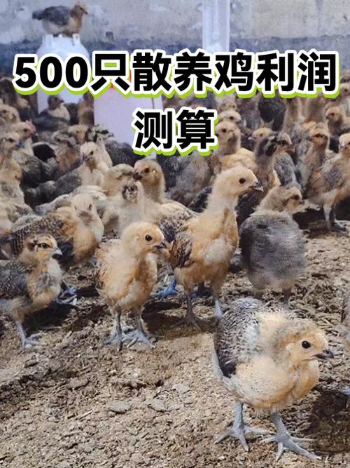 散养鸡500只一年利润多少截图2