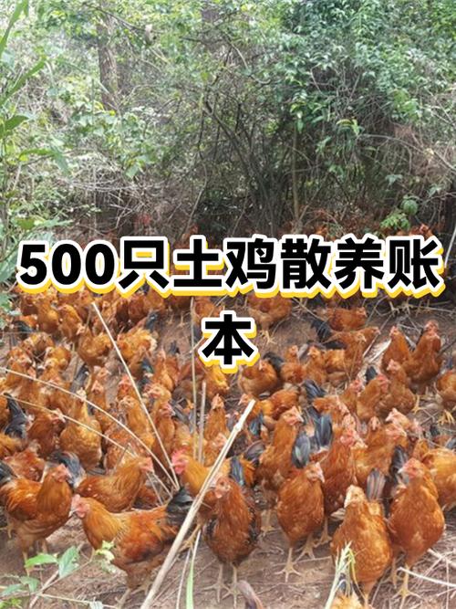 散养鸡500只一年利润多少截图3