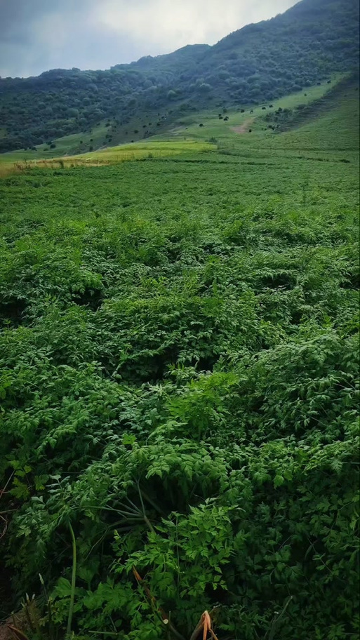 种田小药农