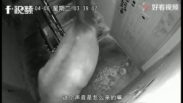 监控半夜发出声音截图2
