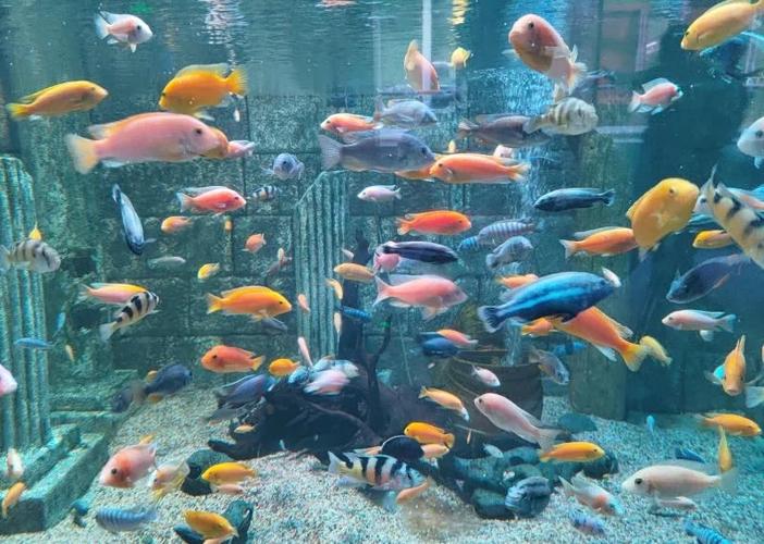 在广州开水族馆赚钱吗