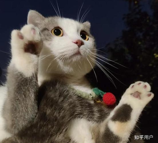 软软泡芙怎么进化截图2