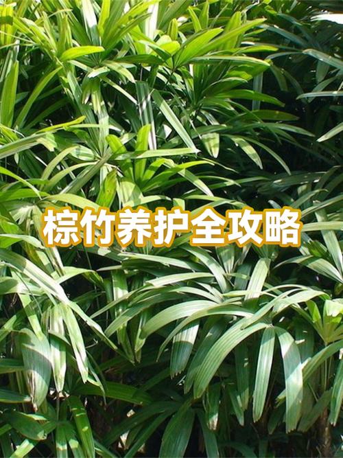 棕竹好养活吗