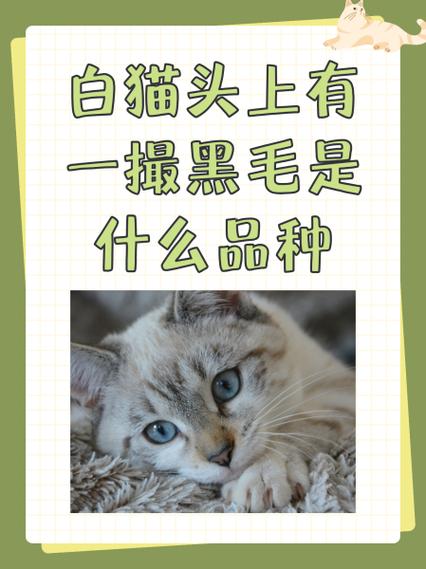 田园白猫属于什么档次