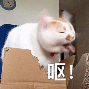 猫咪吐白色泡沫吃什么药截图1