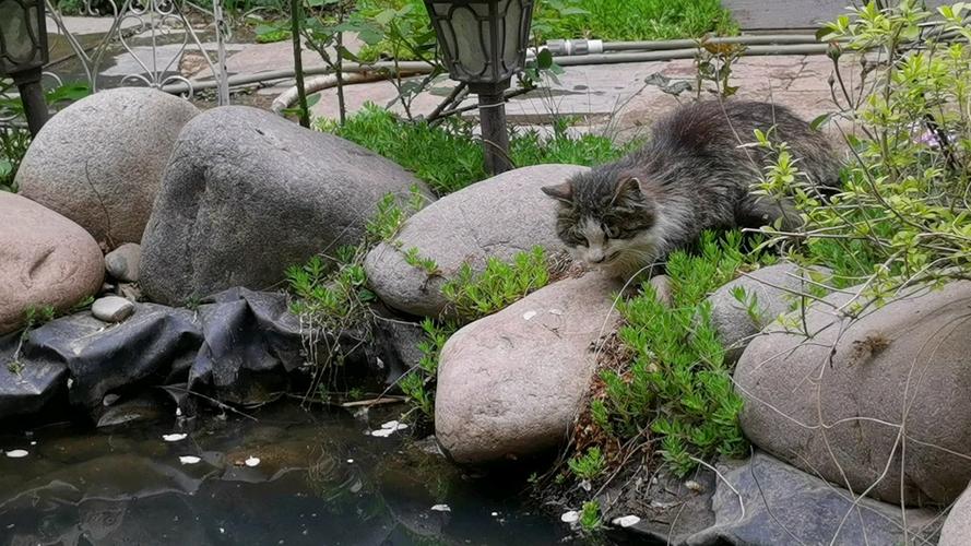 守鱼塘的猫截图2