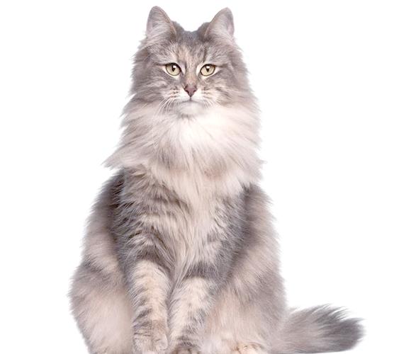 猫有几种品种