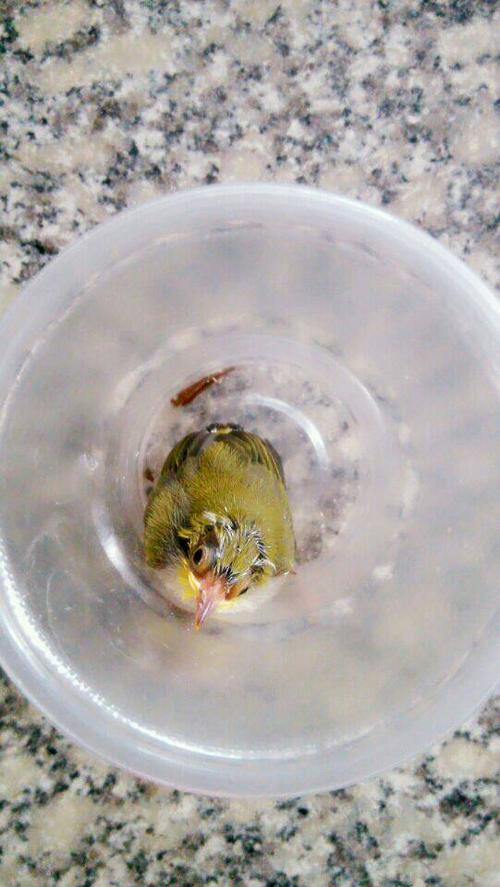食虫鸟雏鸟