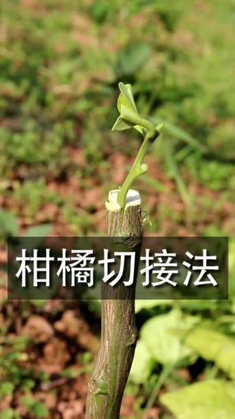 柑橘树嫁接时间和方法