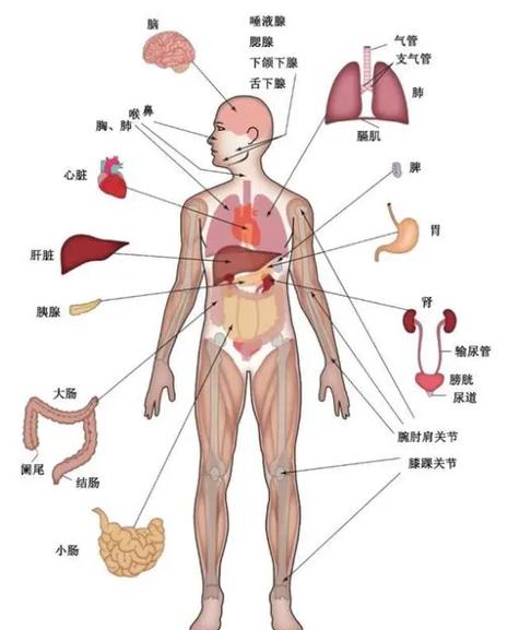 人的身体结构图