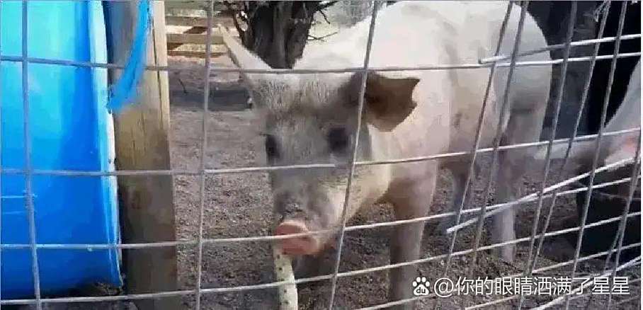 老虎狮子怕不怕毒蛇 老虎狮子怕不怕毒蛇