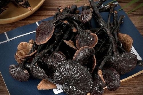 竹子上长的灵芝图片图标