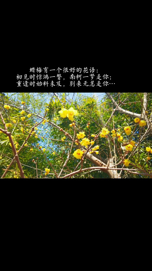 腊梅文案