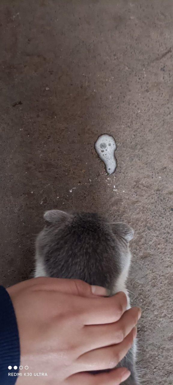 猫一直呕吐白色泡沫