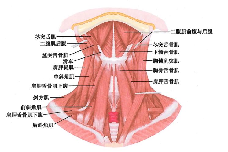 脖子一圈发红痒要警惕截图2