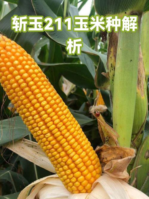 斩玉截图1