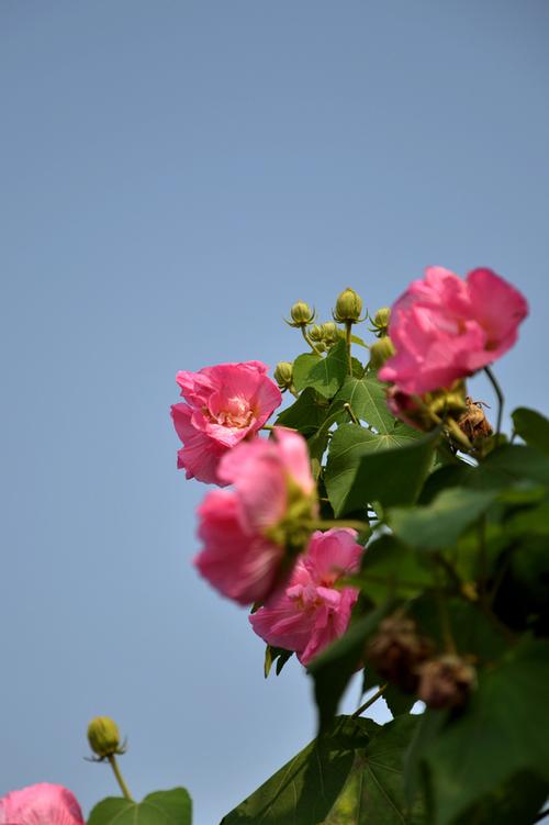 芙蓉花芙蓉花图片 芙蓉花芙蓉花图片