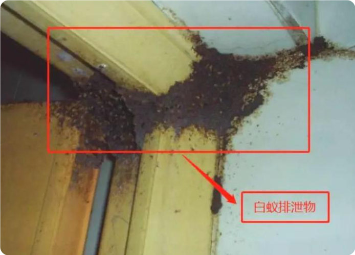 家里有白蚁怎么处理,怎么收费