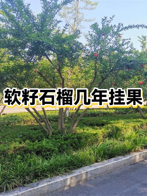 软籽石榴价格多少钱一斤截图3