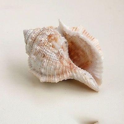 海螺壳资源包