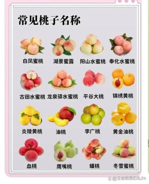 优质桃子品种介绍图标