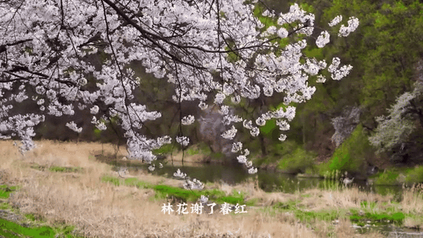 落花 歌曲