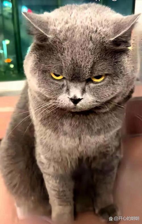 猫的表情图片 猫的表情图片