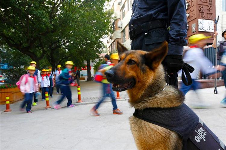 polidogpatrol警犬巡逻队