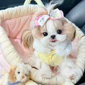 正宗的公主犬