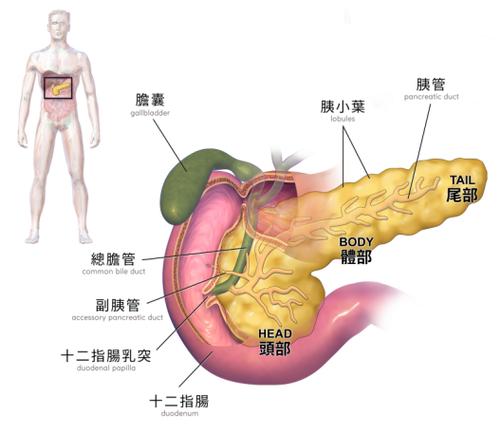 胰头肿瘤2一3cm属于大吗