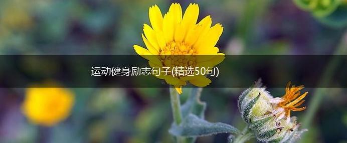 锻炼身体励志唯美语录截图3