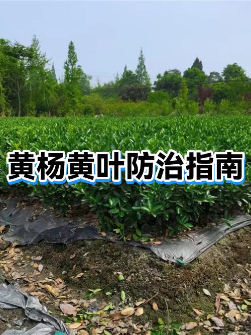 黄叶病喷什么农药