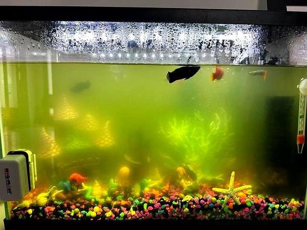 鱼缸水一直很清澈的原因截图2