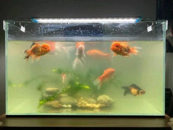 鱼缸水一直很清澈的原因截图3