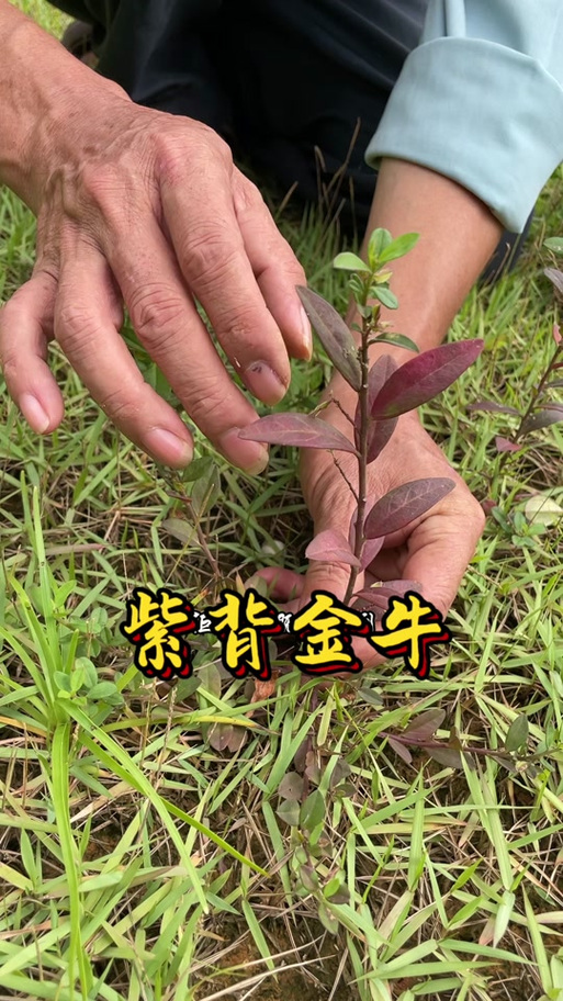 紫背金牛草图片