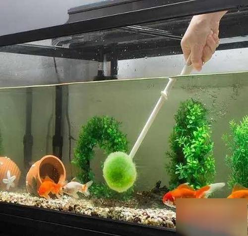鱼缸水干净 但是臭