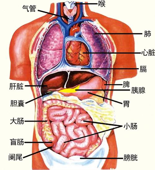 人体内脏结构图
