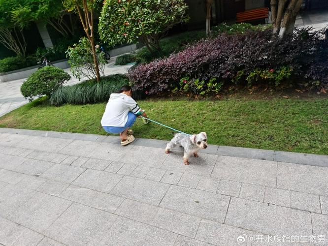 小区遛狗公务员 小区遛狗公务员