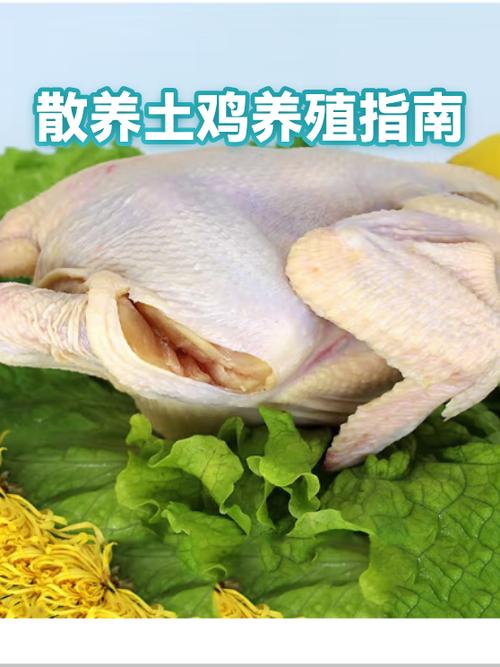 土鸡养殖成本和利润