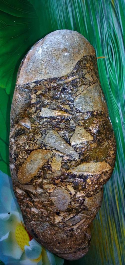 100种化石图片 100种化石图片
