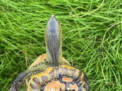 乌龟背上涂油漆