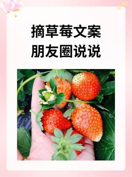 草莓短句8个字霸气